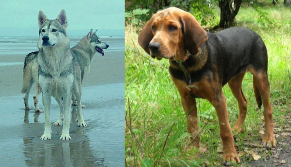 Polish Hound vs Northern Inuit Dog - Breed Comparison