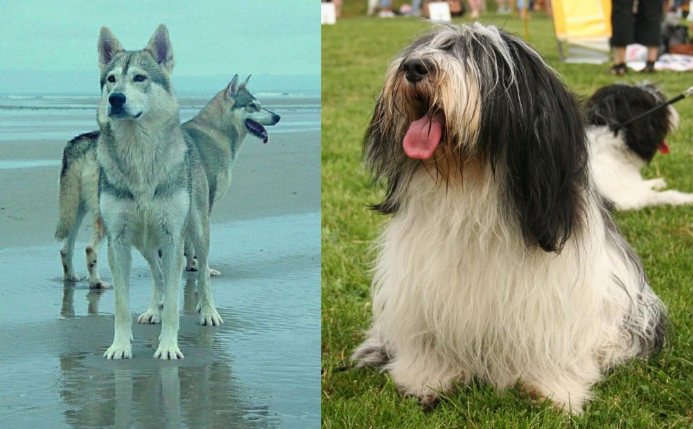 Polish Lowland Sheepdog vs Northern Inuit Dog - Breed Comparison