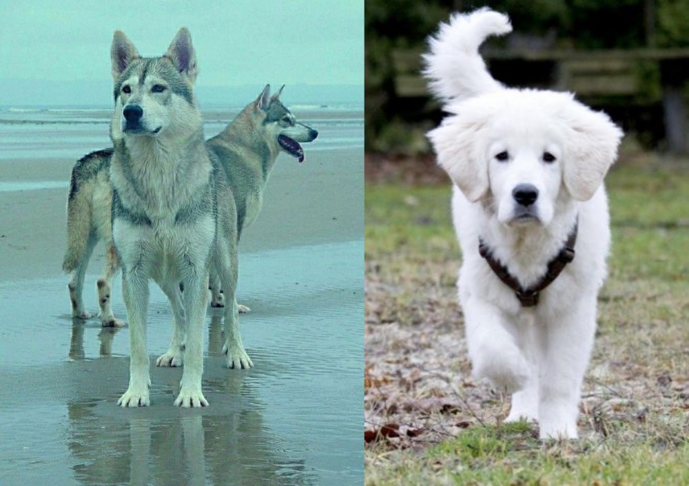 Polish Tatra Sheepdog vs Northern Inuit Dog - Breed Comparison