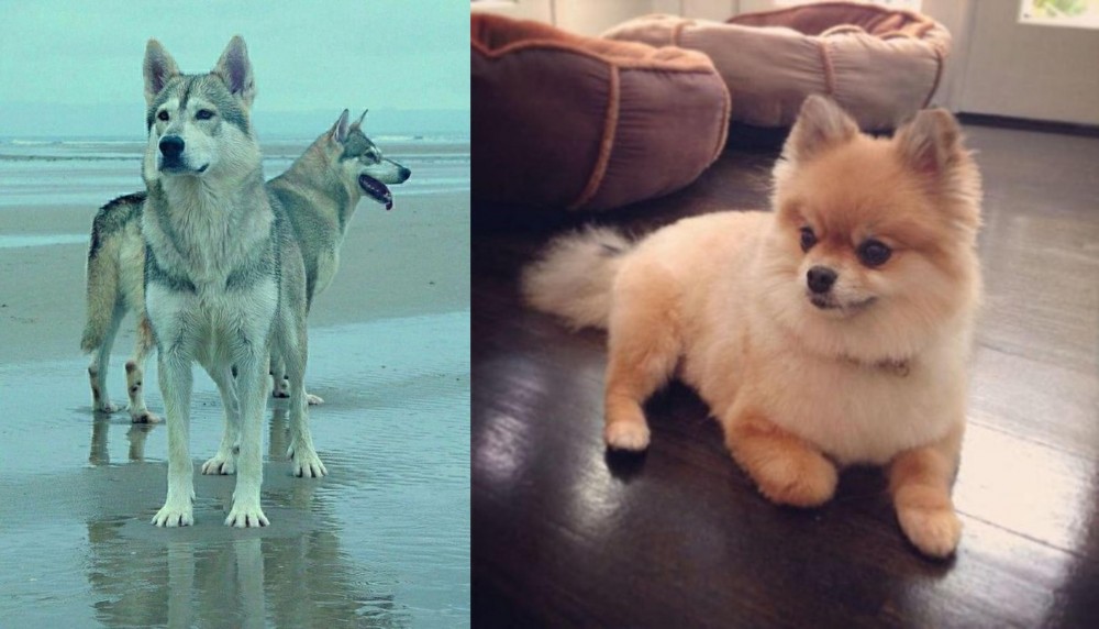 Pomeranian vs Northern Inuit Dog - Breed Comparison