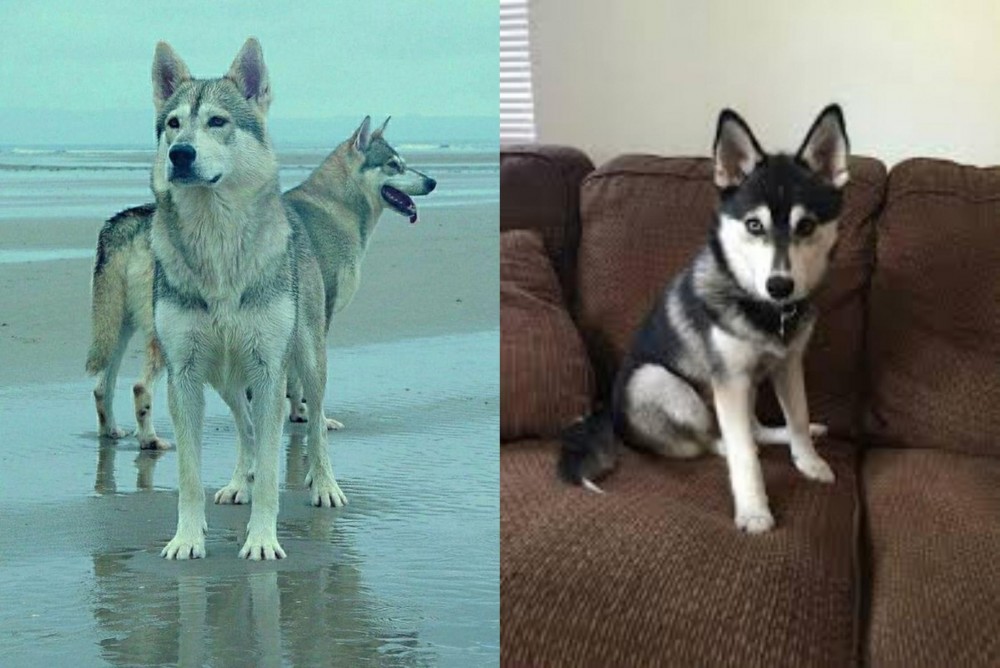 Pomsky vs Northern Inuit Dog - Breed Comparison