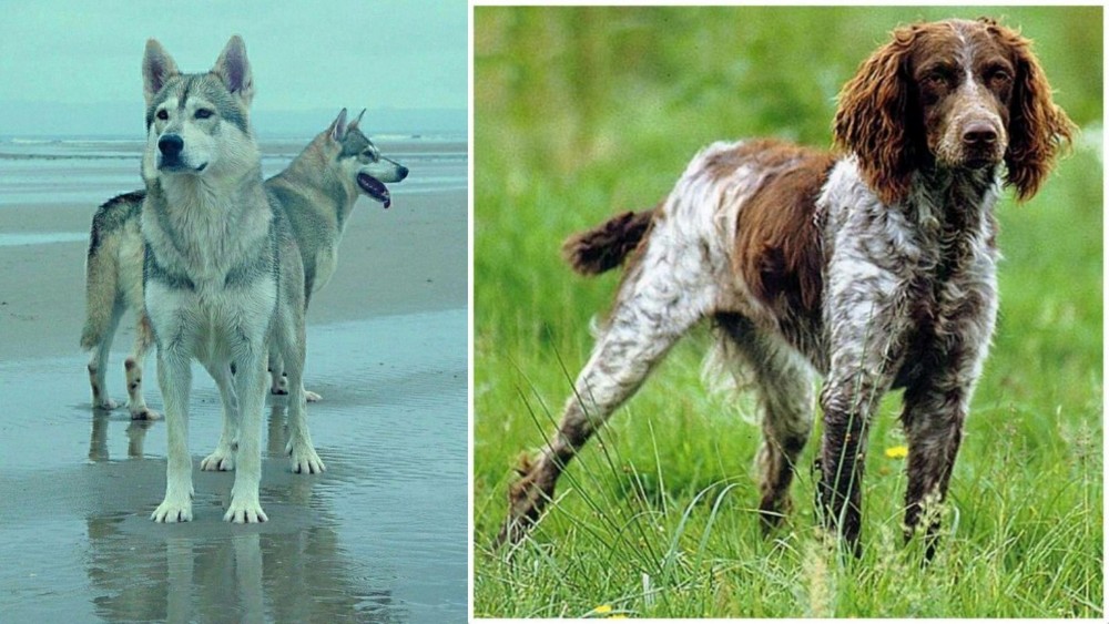 Pont-Audemer Spaniel vs Northern Inuit Dog - Breed Comparison
