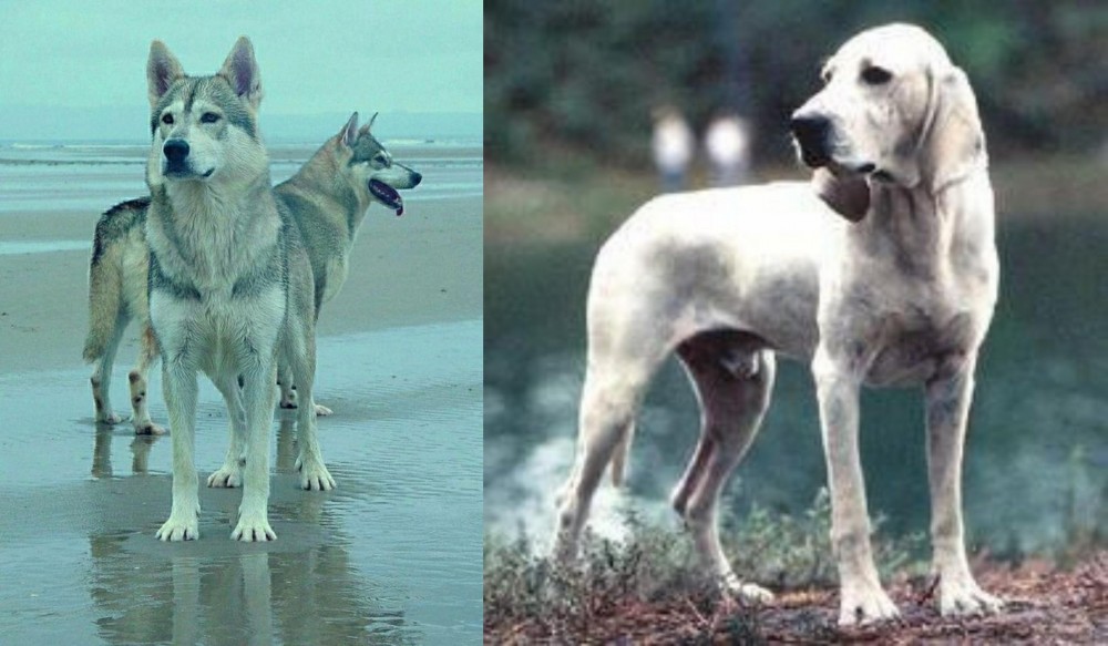 Porcelaine vs Northern Inuit Dog - Breed Comparison