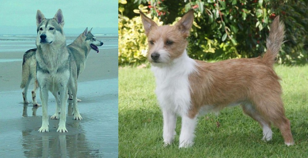 Portuguese Podengo vs Northern Inuit Dog - Breed Comparison