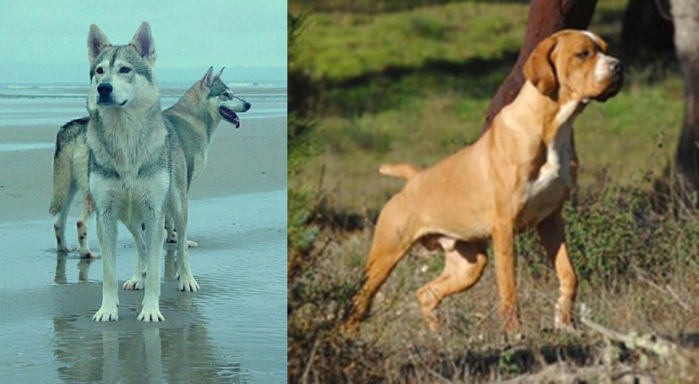 Portuguese Pointer vs Northern Inuit Dog - Breed Comparison