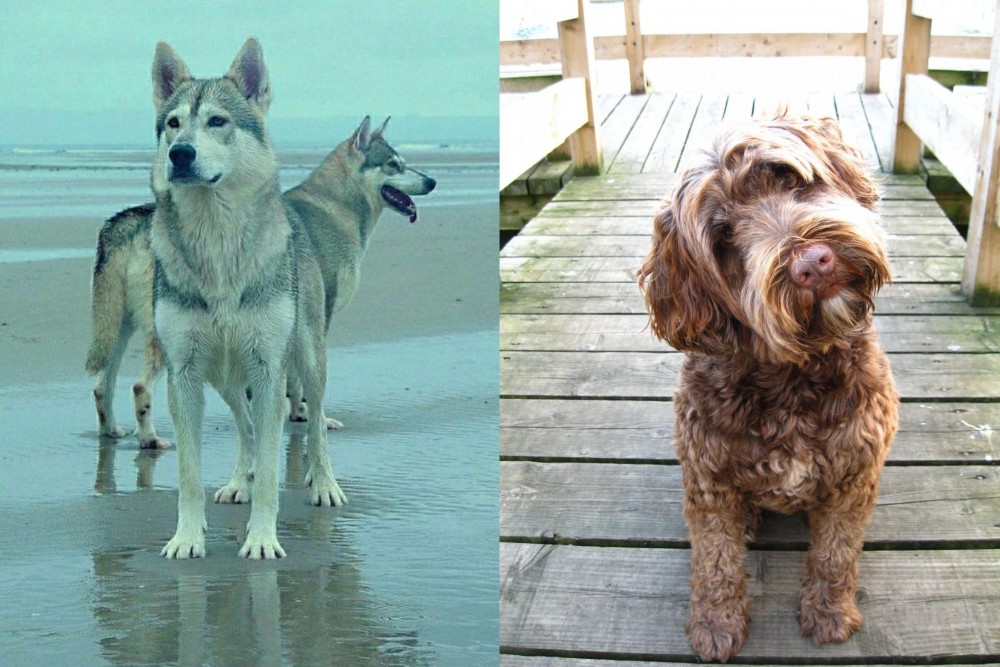 Portuguese Water Dog vs Northern Inuit Dog - Breed Comparison