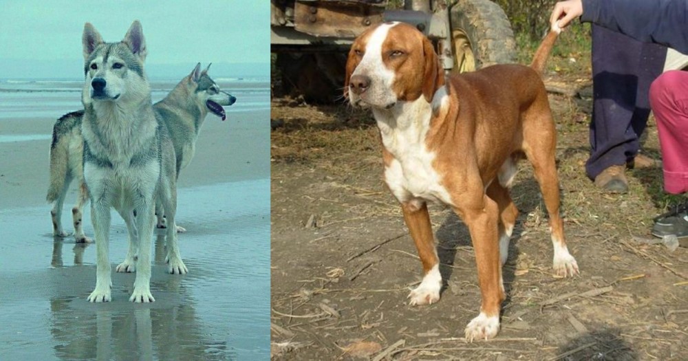 Posavac Hound vs Northern Inuit Dog - Breed Comparison