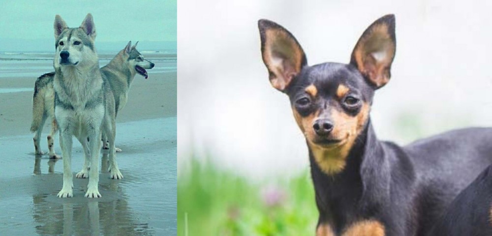 Prazsky Krysarik vs Northern Inuit Dog - Breed Comparison