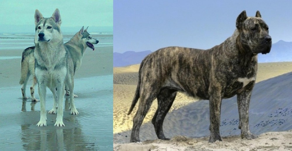 Presa Canario vs Northern Inuit Dog - Breed Comparison