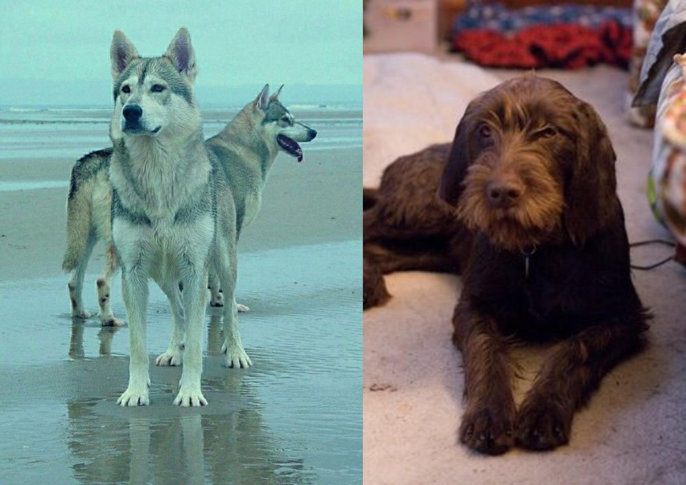 Pudelpointer vs Northern Inuit Dog - Breed Comparison