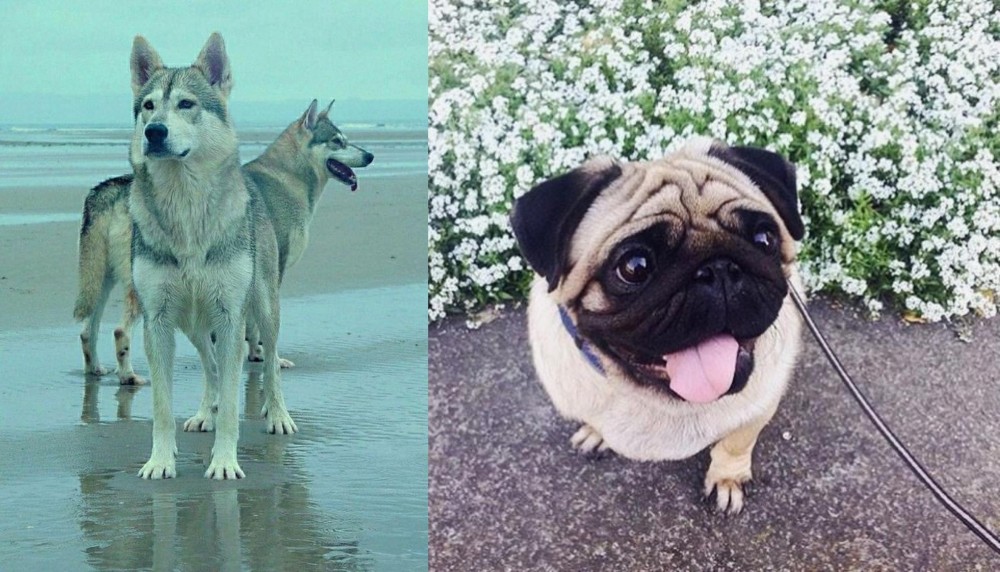 Pug vs Northern Inuit Dog - Breed Comparison