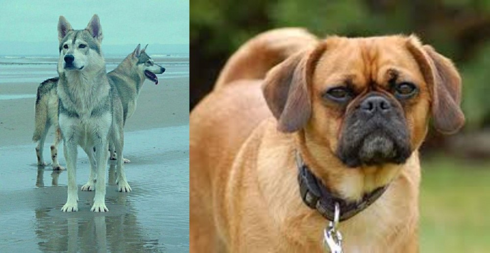 Pugalier vs Northern Inuit Dog - Breed Comparison