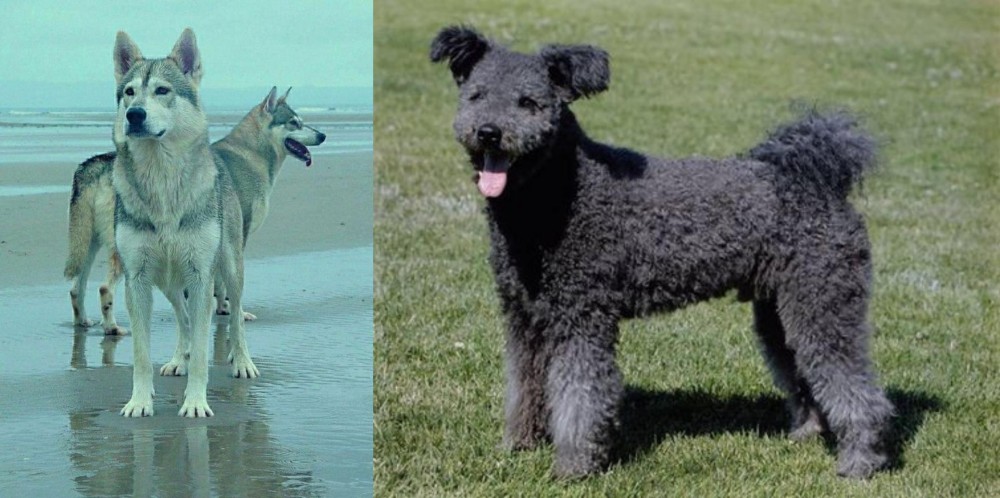 Pumi vs Northern Inuit Dog - Breed Comparison