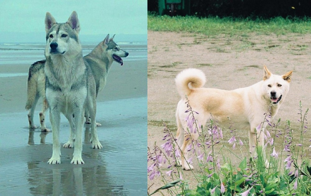 Pungsan Dog vs Northern Inuit Dog - Breed Comparison