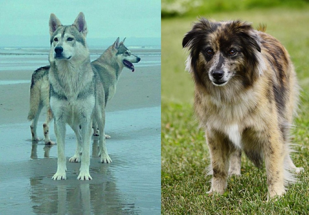 Pyrenean Shepherd vs Northern Inuit Dog - Breed Comparison