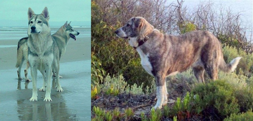 Rafeiro do Alentejo vs Northern Inuit Dog - Breed Comparison