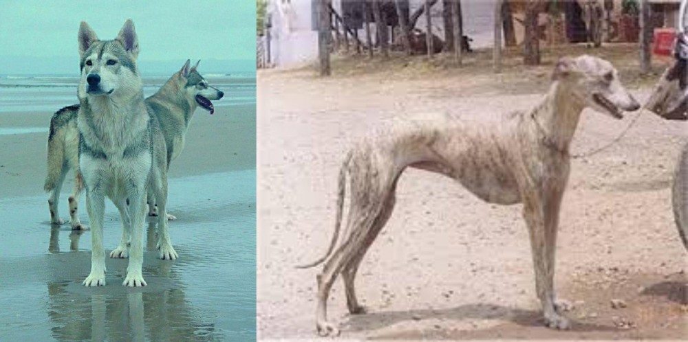Rampur Greyhound vs Northern Inuit Dog - Breed Comparison