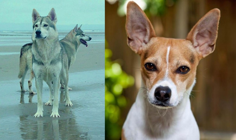 Rat Terrier vs Northern Inuit Dog - Breed Comparison