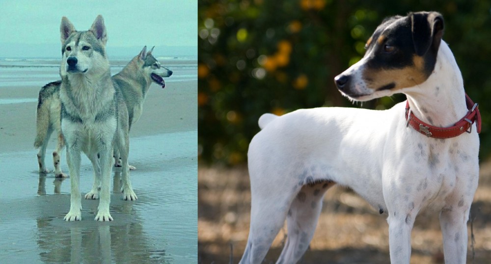 Ratonero Bodeguero Andaluz vs Northern Inuit Dog - Breed Comparison