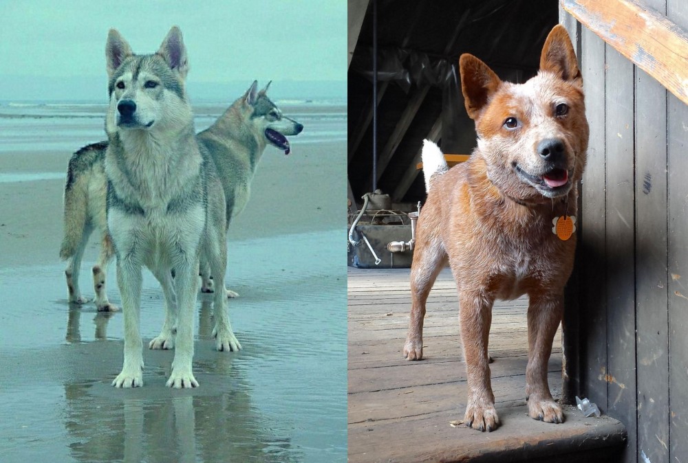 Red Heeler vs Northern Inuit Dog - Breed Comparison