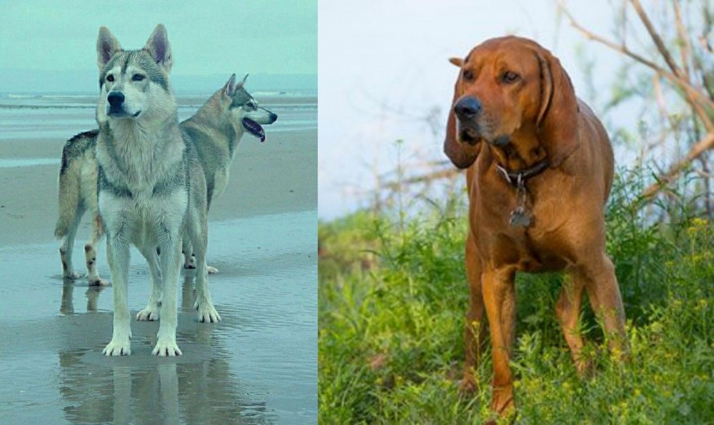 Redbone Coonhound vs Northern Inuit Dog - Breed Comparison