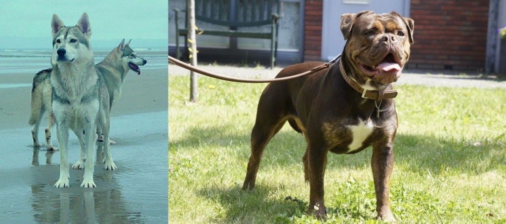Renascence Bulldogge vs Northern Inuit Dog - Breed Comparison