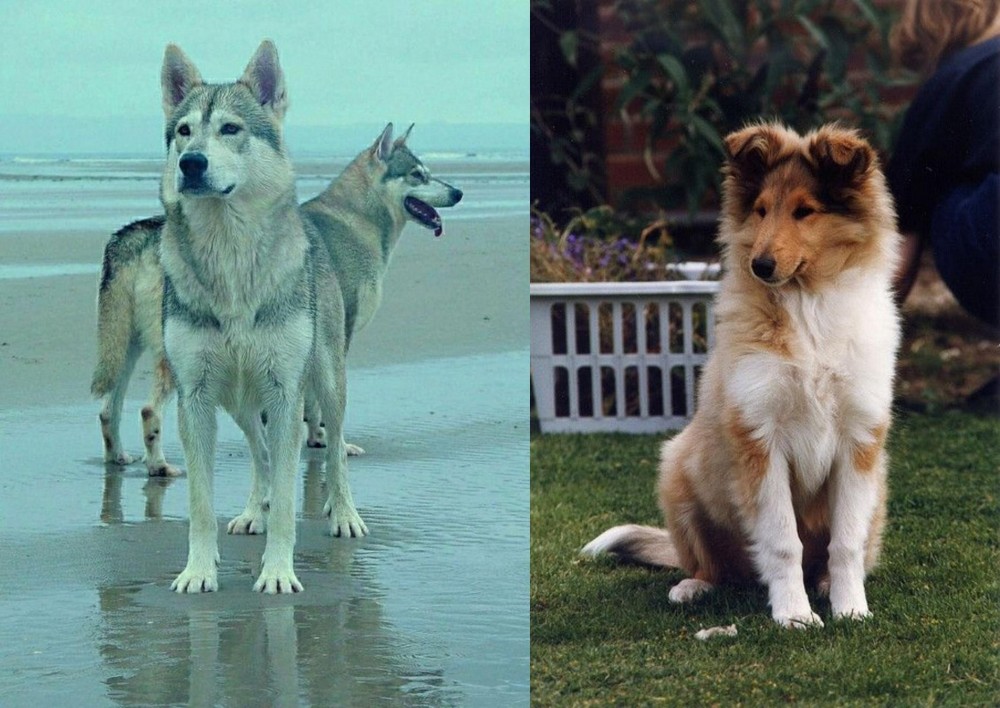 Rough Collie vs Northern Inuit Dog - Breed Comparison