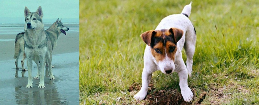 Russell Terrier vs Northern Inuit Dog - Breed Comparison