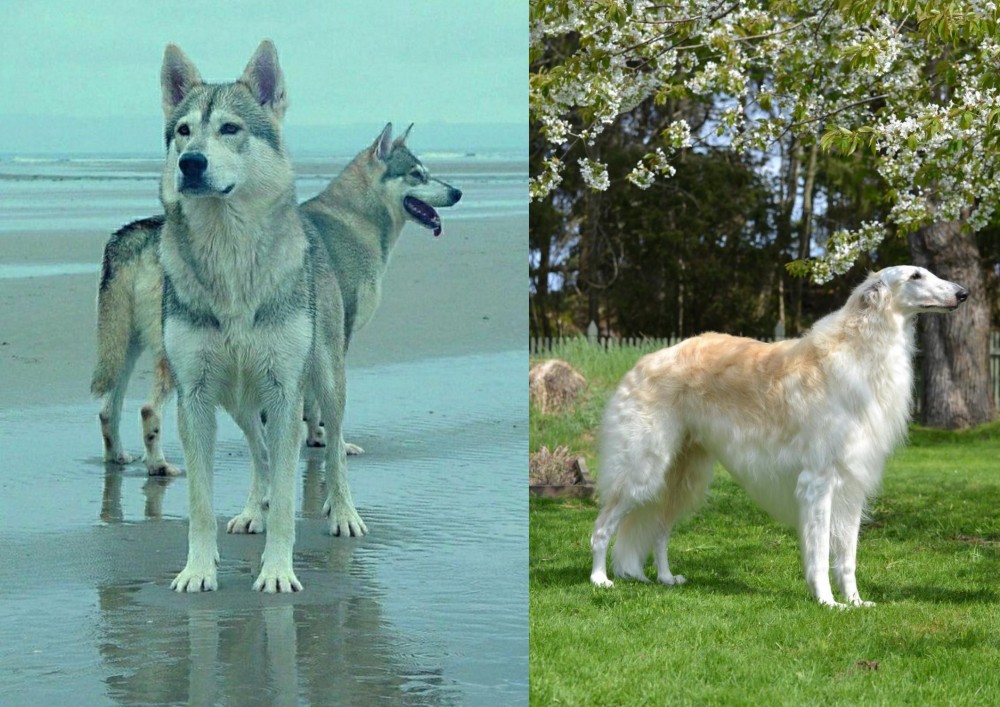 Russian Hound vs Northern Inuit Dog - Breed Comparison