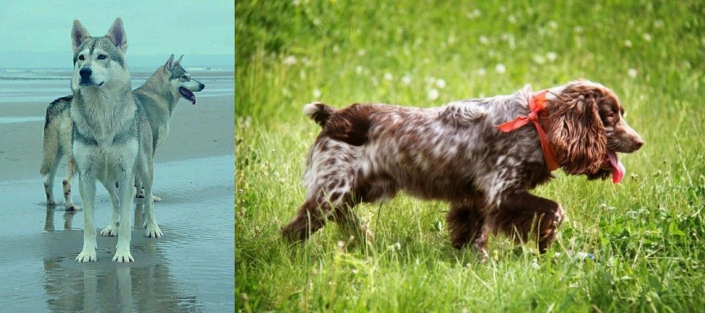 Russian Spaniel vs Northern Inuit Dog - Breed Comparison