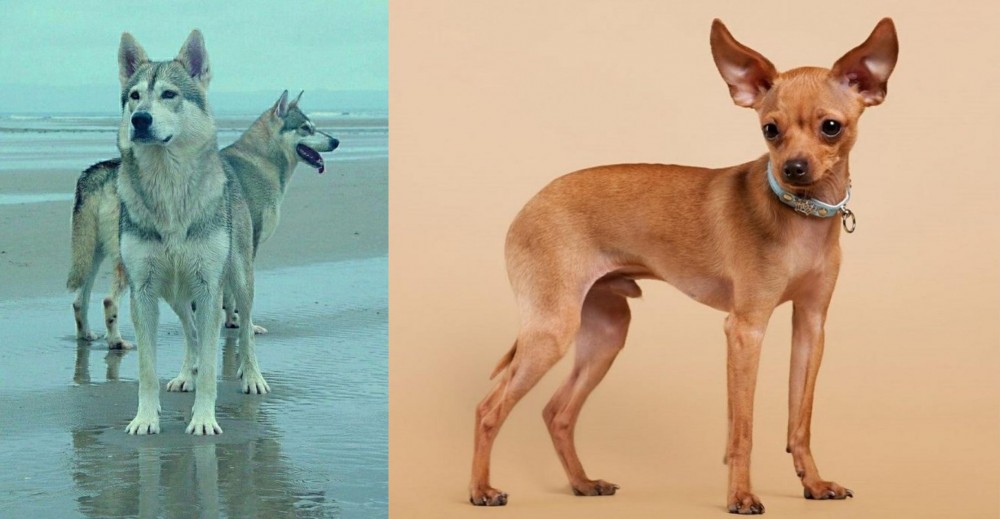Russian Toy Terrier vs Northern Inuit Dog - Breed Comparison