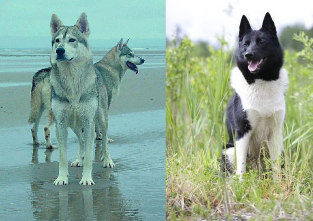 Russo-European Laika vs Northern Inuit Dog - Breed Comparison