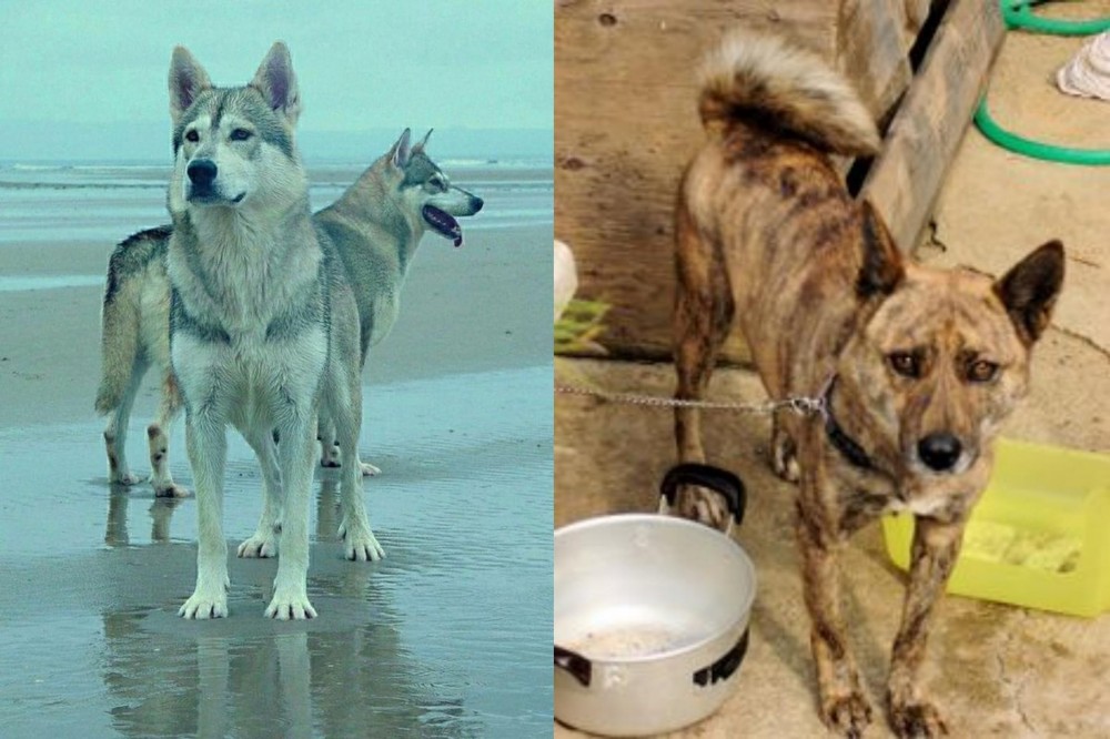 Ryukyu Inu vs Northern Inuit Dog - Breed Comparison