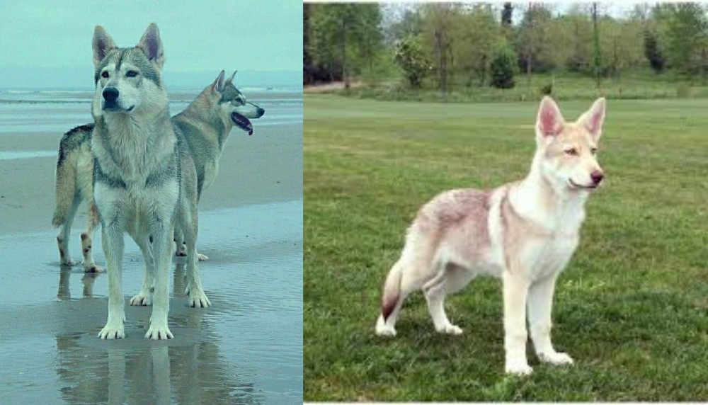 Saarlooswolfhond vs Northern Inuit Dog - Breed Comparison