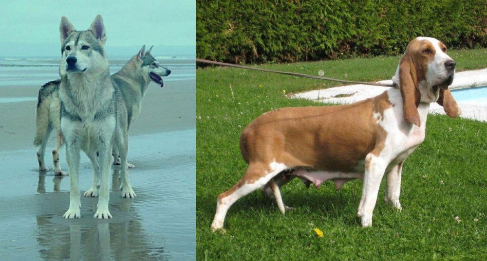 Sabueso Espanol vs Northern Inuit Dog - Breed Comparison