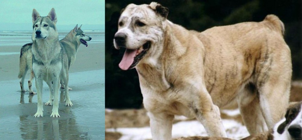 Sage Koochee vs Northern Inuit Dog - Breed Comparison