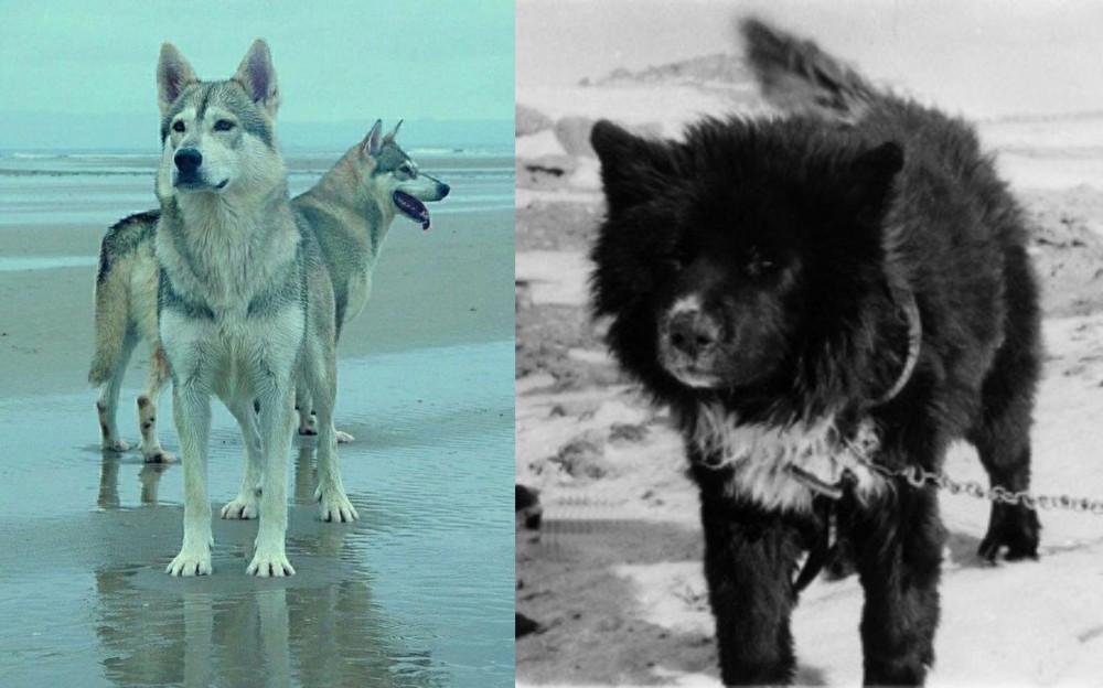 Sakhalin Husky vs Northern Inuit Dog - Breed Comparison