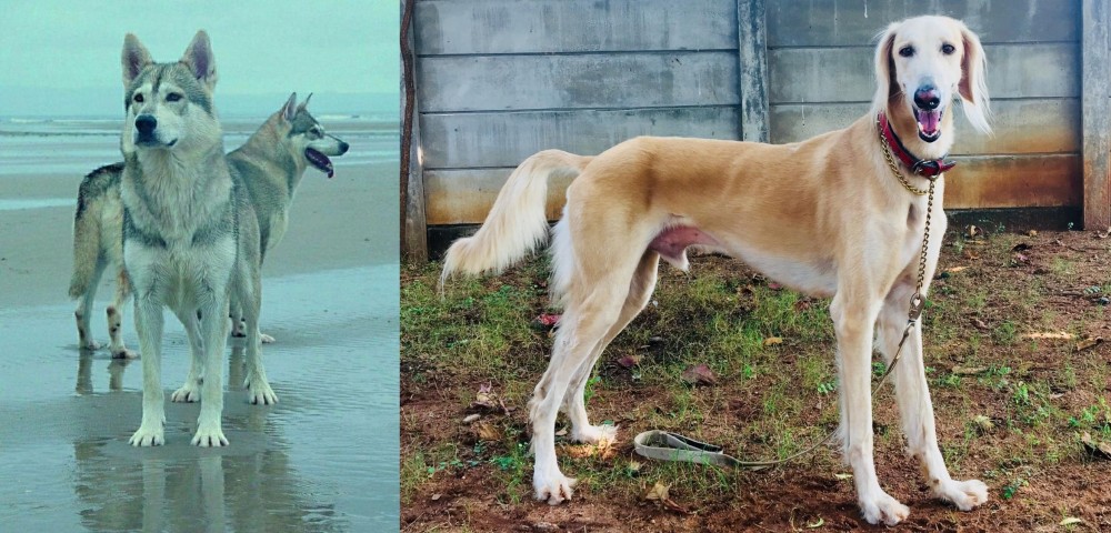 Saluki vs Northern Inuit Dog - Breed Comparison