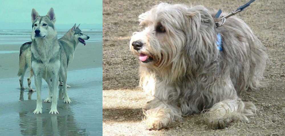 Sapsali vs Northern Inuit Dog - Breed Comparison