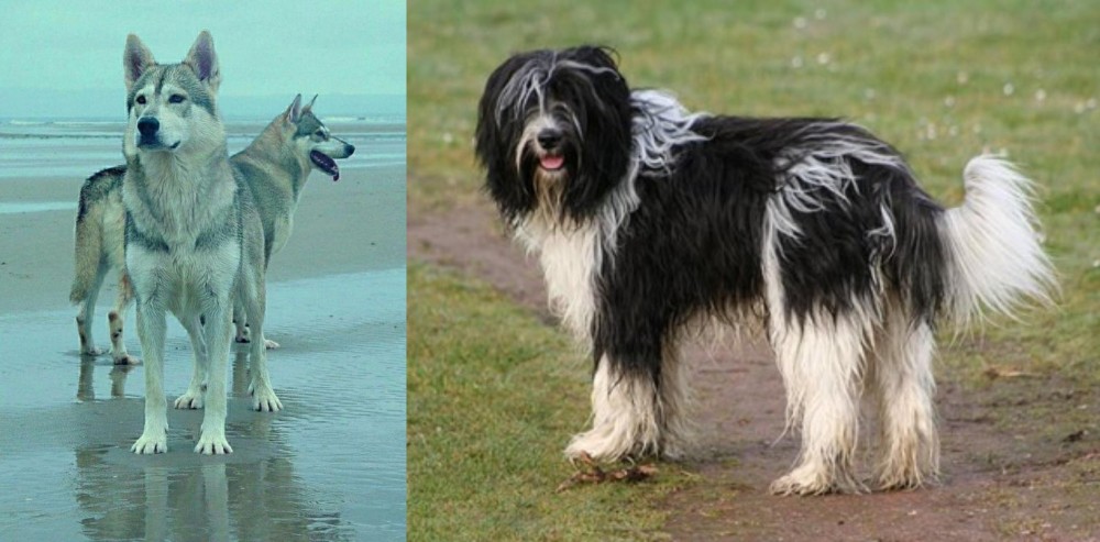 Schapendoes vs Northern Inuit Dog - Breed Comparison
