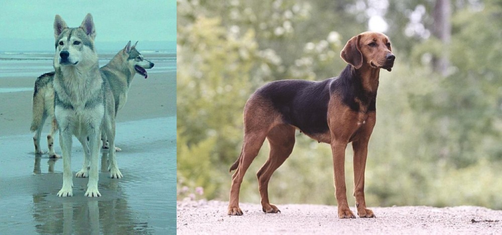 Schillerstovare vs Northern Inuit Dog - Breed Comparison
