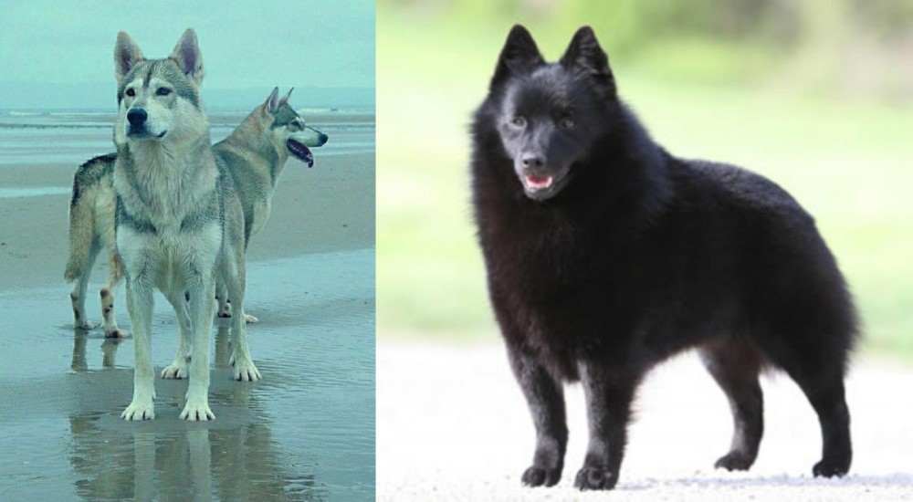 Schipperke vs Northern Inuit Dog - Breed Comparison