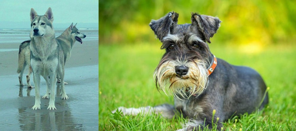 Schnauzer vs Northern Inuit Dog - Breed Comparison