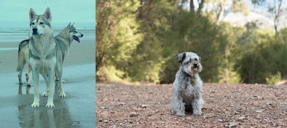Schnoodle vs Northern Inuit Dog - Breed Comparison