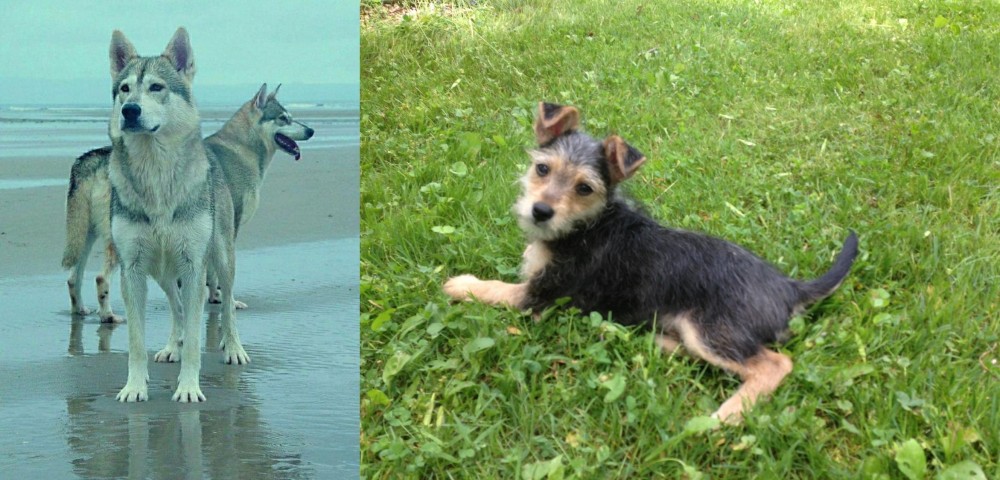 Schnorkie vs Northern Inuit Dog - Breed Comparison