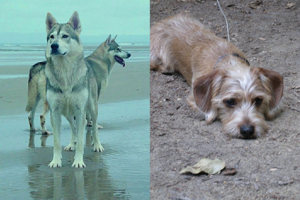 Schweenie vs Northern Inuit Dog - Breed Comparison