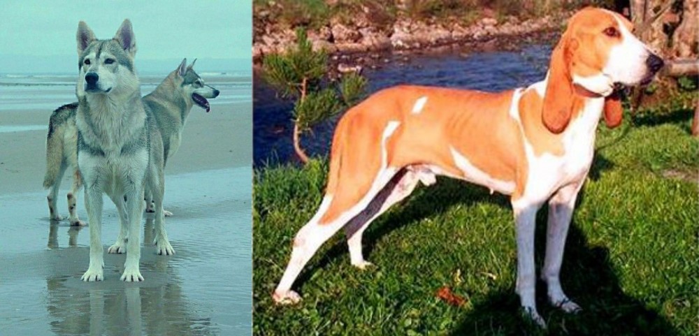Schweizer Laufhund vs Northern Inuit Dog - Breed Comparison