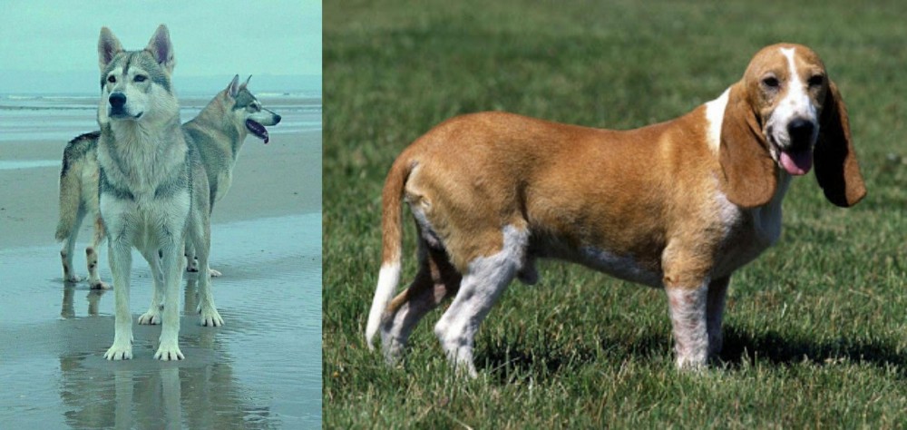 Schweizer Niederlaufhund vs Northern Inuit Dog - Breed Comparison