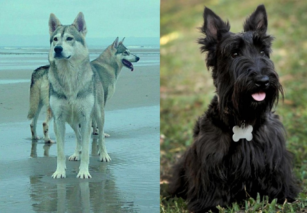 Scoland Terrier vs Northern Inuit Dog - Breed Comparison