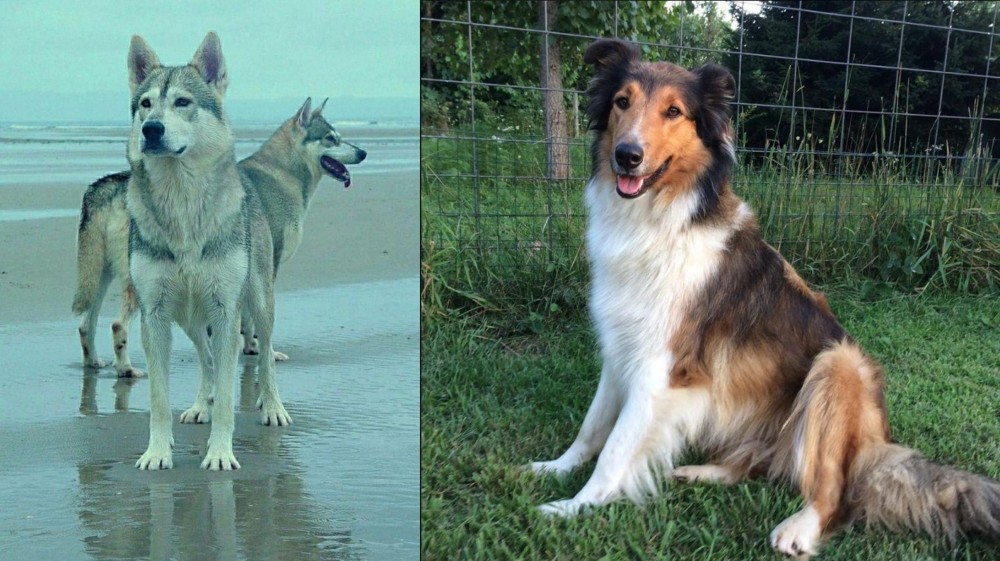 Scotch Collie vs Northern Inuit Dog - Breed Comparison